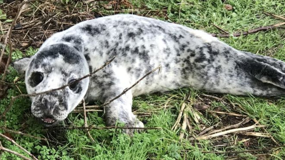 Seal pup found in Terrington St Clement back garden