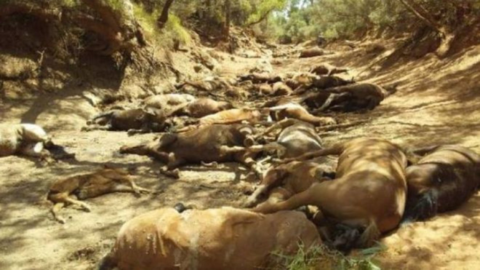 Australia horse deaths: Wild animals perish at dried-up waterhole