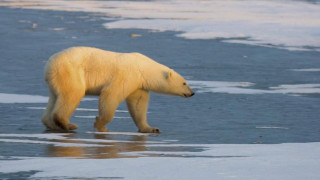 Russia may shoot dead 52 polar bears ‘invading’ village homes as sea ice melts