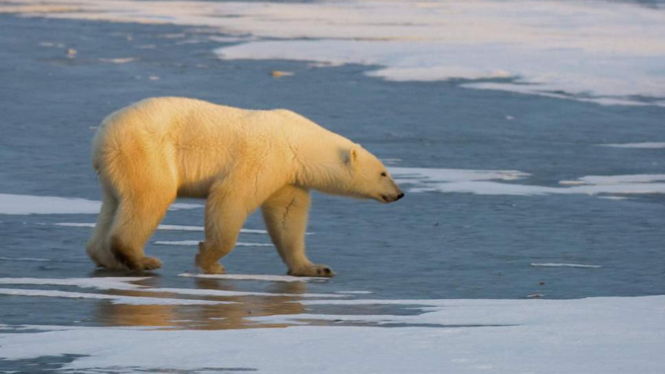 Russia may shoot dead 52 polar bears ‘invading’ village homes as sea ice melts