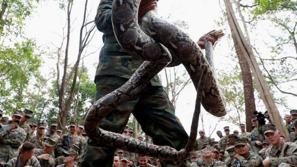 US troops drink blood from decapitated cobras in annual Thailand military exercise