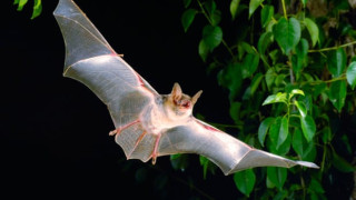 Britain's loneliest bat takes to the stage