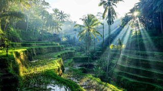 Bali highs in the terraced valleys of Ubud