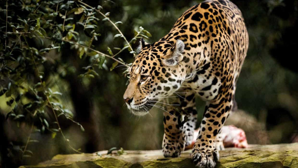 Jaguar attacks woman who climbed Arizona zoo barrier to take a selfie