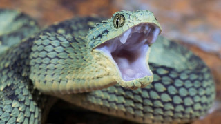 Snakebites are 'world's biggest hidden health crisis' killing up to 138,000 people a year