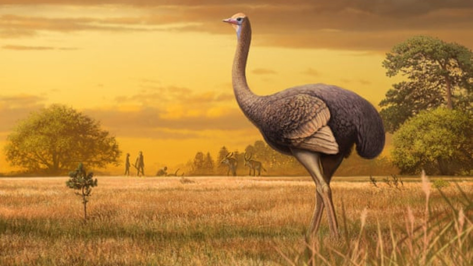 Half-tonne birds may have roamed Europe at same time as humans