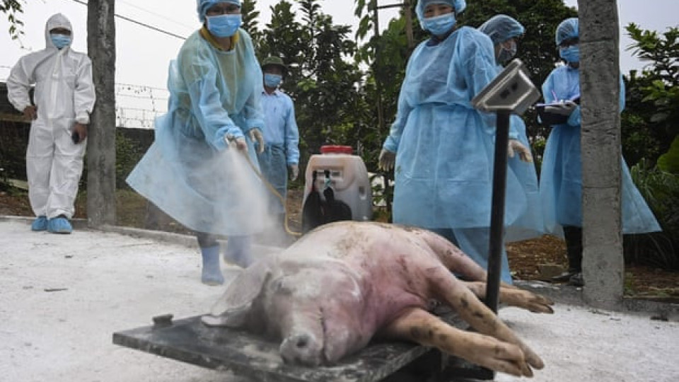 'No way to stop it': millions of pigs culled across Asia as swine fever spreads